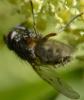 Phaonia errans